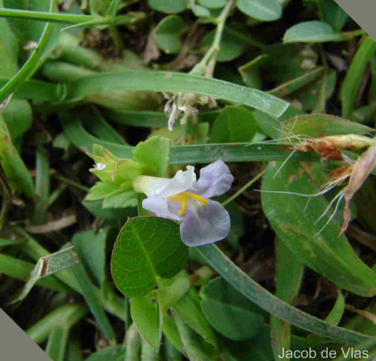 Bonnaya antipoda (L.) Druce